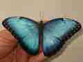 Morpho helenor guanacastensis Male ABERRATION Costa Rica (Internet Image property of respective owner, non-commercial use only)